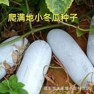 现货满地爬小冬瓜种子冬瓜种子毛节瓜小冬瓜四季春天高产盆栽蔬菜种子Seeds for creeping winter melon, winter melon seeds, and fuzzy chayo