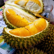 Pokok Durian Musang King D197 Saiz Besar