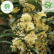 Cây mộc hương ta hoa vàng cao 50cm..