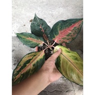 ♞Aglaonema - different varieties indoor/outdoor plant