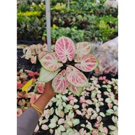 New Thai Hybrid Caladium Rare Plant -GNHorti