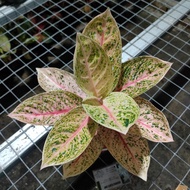 Aglaonema Widuri Tulang merah