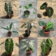 Alocasia Series Black Velvet/Amazonica/Bambino/Jade/Frydek/Dragon Scale/Keris/Stingray/Pink Dragon/Jacklyn Indoor Plant