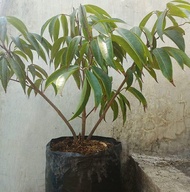 Bibit Tanaman Buah Leci Cina/Leci Ungu