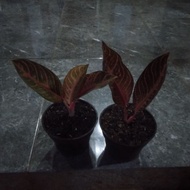 Aglonema Red Sumatra 2-4 daun