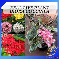 Real Live Plant Ixora Coccinea Flowers Plants Ixora Variegated Jungle Geranium Pokok Hidup 龙船花