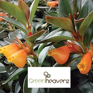 <Greenheavenz>  Live Plant Gold Fish Nemathantus Pokok Gantung Ikan Emas 金鱼花
