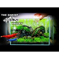 aquarium decoration aquascape snail shrimp