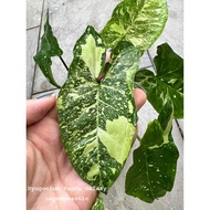 RARE Syngonium Panda Galaxy Import Limited Live Plant Pokok Hidup Syngo