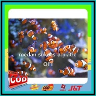 NEMO / IKAN BADUT / CLOWNFISH / IKAN HIAS AIR LAUT ALISUP