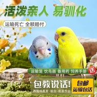 Burung budgerigar adalah burung hidup sebenar, anak burung yang dibesarkan secara manual dan burung 