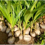 bibit genjah kelapa hibrida