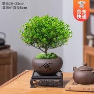 开时果 小叶赤楠盆景摆件 办公室桌面绿植花卉好养盆栽植物源头直发包邮 赤楠（舍得紫砂盆+苔藓+底托）