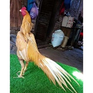 Telor tetas Fertil Ayam Bangkok Ekor Lidi /butir Promo Bulan ini
