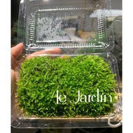 Wepping moss - semi-terrarium moss - moss grown in terrariums, attaching driftwood, semi-terrarium r
