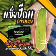 เยส69 แบบ 5แคปซูล | YES69 5capsule อาหารเสริมสมรรถภาพชาย เม็ดเดียวผลไว เสียวถึงใจ **ไม่ระบุชื่อสินค