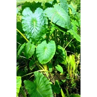 Benih anak pokok sayur keladi putih/ keladi minyak tidak gatal 1 pcs