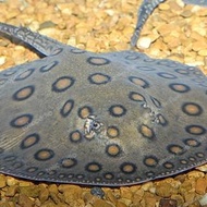 Motoro Stingray / Pari Air Tawar