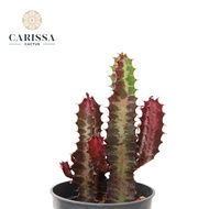 bunga tanaman hidup asli euphorbia Lactea RED RUBY