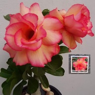 pokok kemboja adenium Thailand multi layer