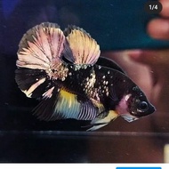 cupang black yellow koi copper cooper orderan