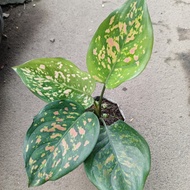 Aglaonema Ruby chiangmay