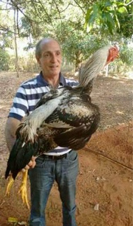 TELUR AYAM GOWA / GORILA JAWA SUPER BESAR UNTUK DI TETASKAM