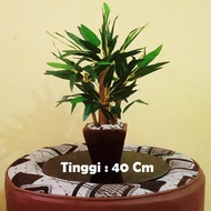 Pohon Bambu Mini Plastik Artificial Tinggi 40 cm / Bambu Plastik / Bambu Palsu / Pohon Hias Plastik / Hiasan Meja / Dekorasi Rumah / Dekorasi Ruang