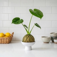 苔球植物 龜背芋咖啡綠苔球加磨砂高腳缽 苔球 苔玉 禮物