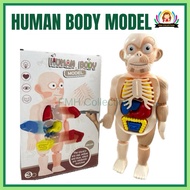 HUMAN BODY MODEL KIDS