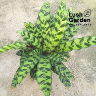 Calathea Insignis / Rattlesnake Keladi Live Plant Pokok Hiasan [Lush Garden]