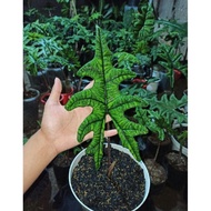 Alocasia Jacklyn remaja (alocasia tandu rusa)