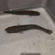 ikan hias gabus Toman ukuran 20 cm