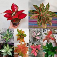 (COD) Bunga Aglonema paket 10 jenis
