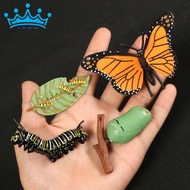 Butterfly Life Cycle Model - Butterfly Life Cycle
