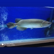 Unik Ikan Arwana Jardini Batik Green Pearl size 25-27 cm Mulus. Diskon