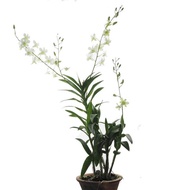 Dendrobium Orchid White Potted Flower Plant - Fresh Gardening Indoor Plant Outdoor Plants for Home Garden