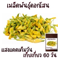 100 เมล็ด เมล็ดพันธุ์ดอกโสน