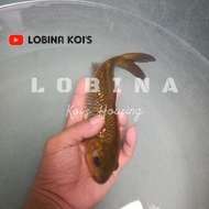 Ikan Koi Blitar Jenis Chagoi Tembaga Ginrin/ Bibit Chagoi/ Lobina