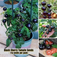 70pcs Fresh Black Cherry Tomato Seeds for Sale Dwarf Tomato Seeds Bonsai Fruits Seeds for Planting V
