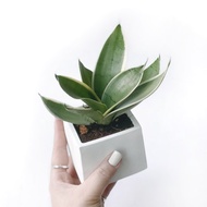 白灰漸層系列 |  銀葉短葉虎尾蘭 方形雙色水泥植栽