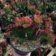kaktus tanaman hidup Euphorbia lactea karang Merah Fire Dragon