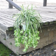 【COLORFUL】Artificial Chlorophytum Fake Orchid Ornaments Plant Balcony Chlorophytum