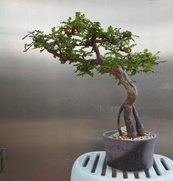 列加氏漆樹 塊根