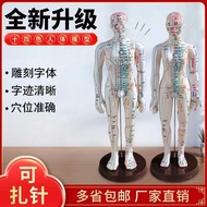 Whole Body human Model home meridian acupoint Model Household meridian acupoint Model Whole Body hum