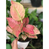 Aglaonema Pink Charm 4 to 6 leaves Live Plants free plant label template