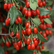 Terlaris Tanaman Bibit Buah Goji Berry