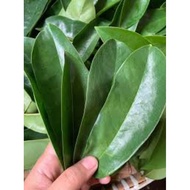 Guyabano leaves, Soursop leaves, fresh and dried