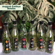 Bibit Anggrek Cattleya Dalam Botol Anggrek Cattleya Bunga Besar