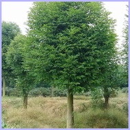 1PCS Bay Leaf Seeds Laurel Plant Bayleaf Tree Seeds ﹊ ✤